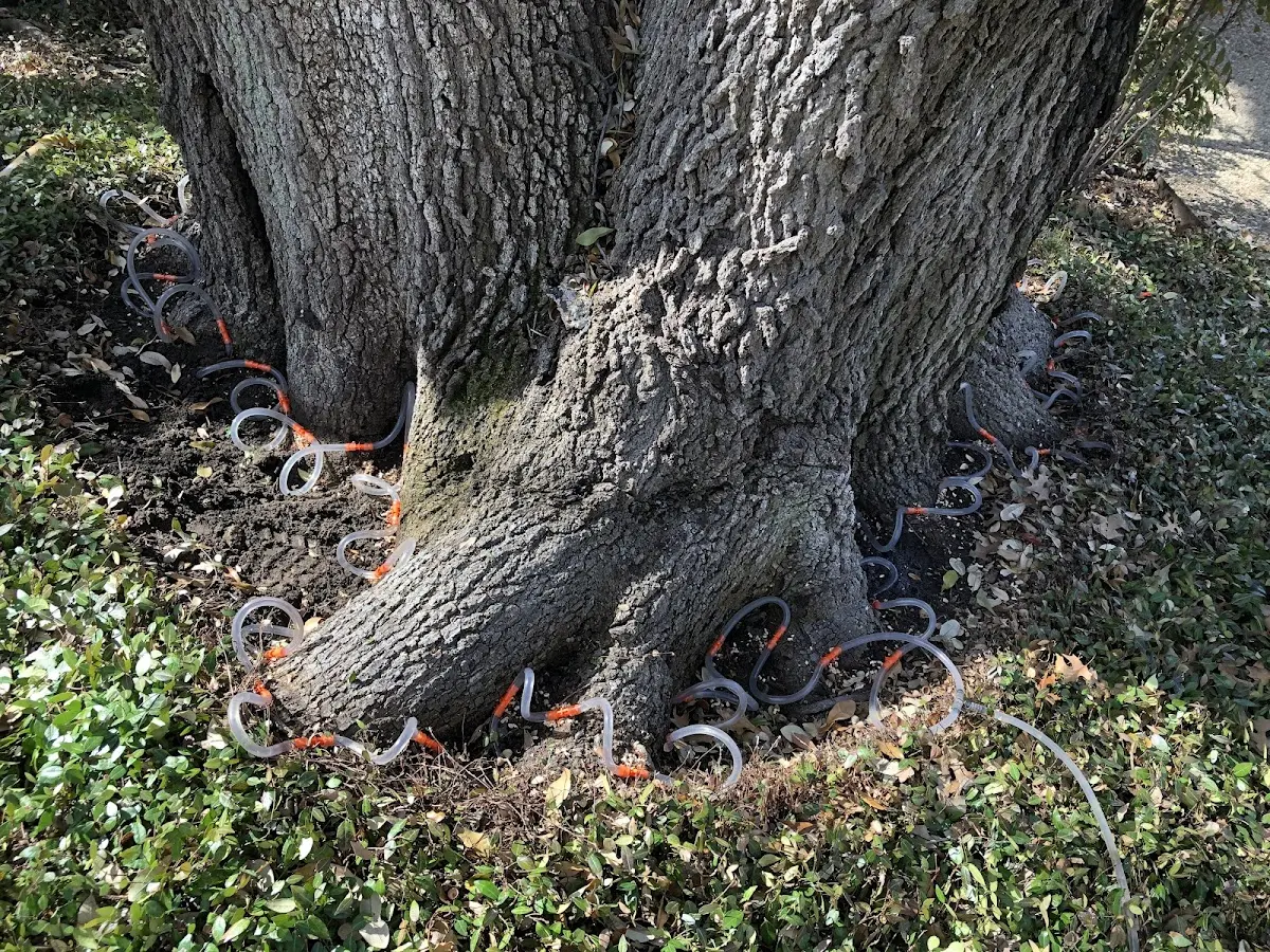 Detailed Tree Cabling and Bracing job site in Rosanky