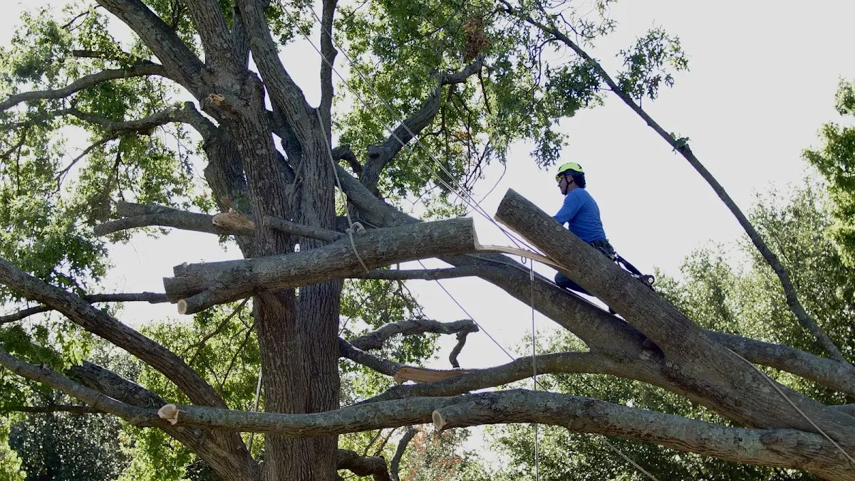 Professional Crown Thinning performed by certified arborists in Rosanky